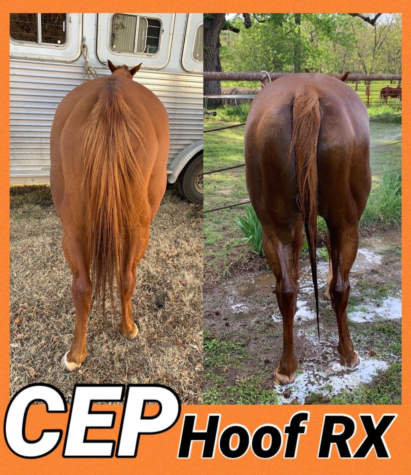 CEP Hoof Rx