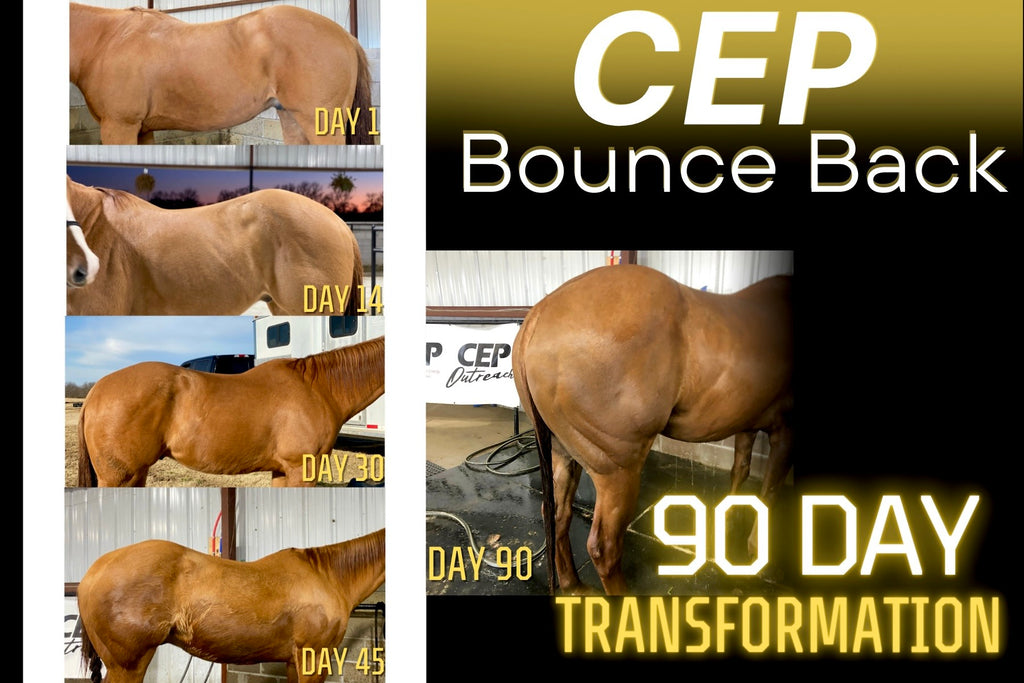 CEP Bounce Back