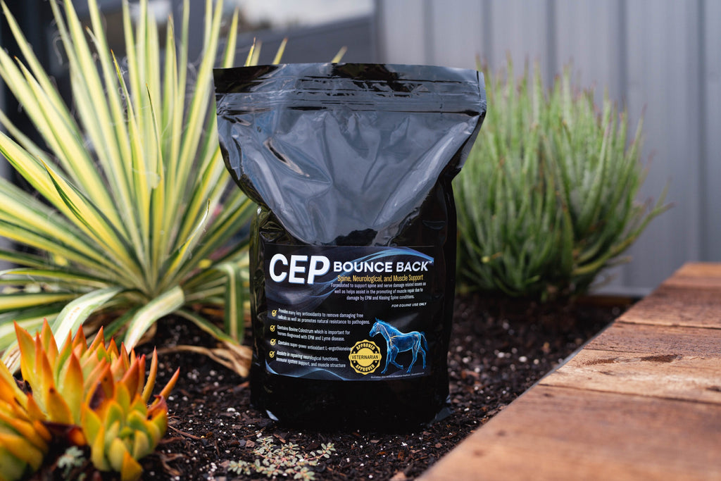 CEP Bounce Back