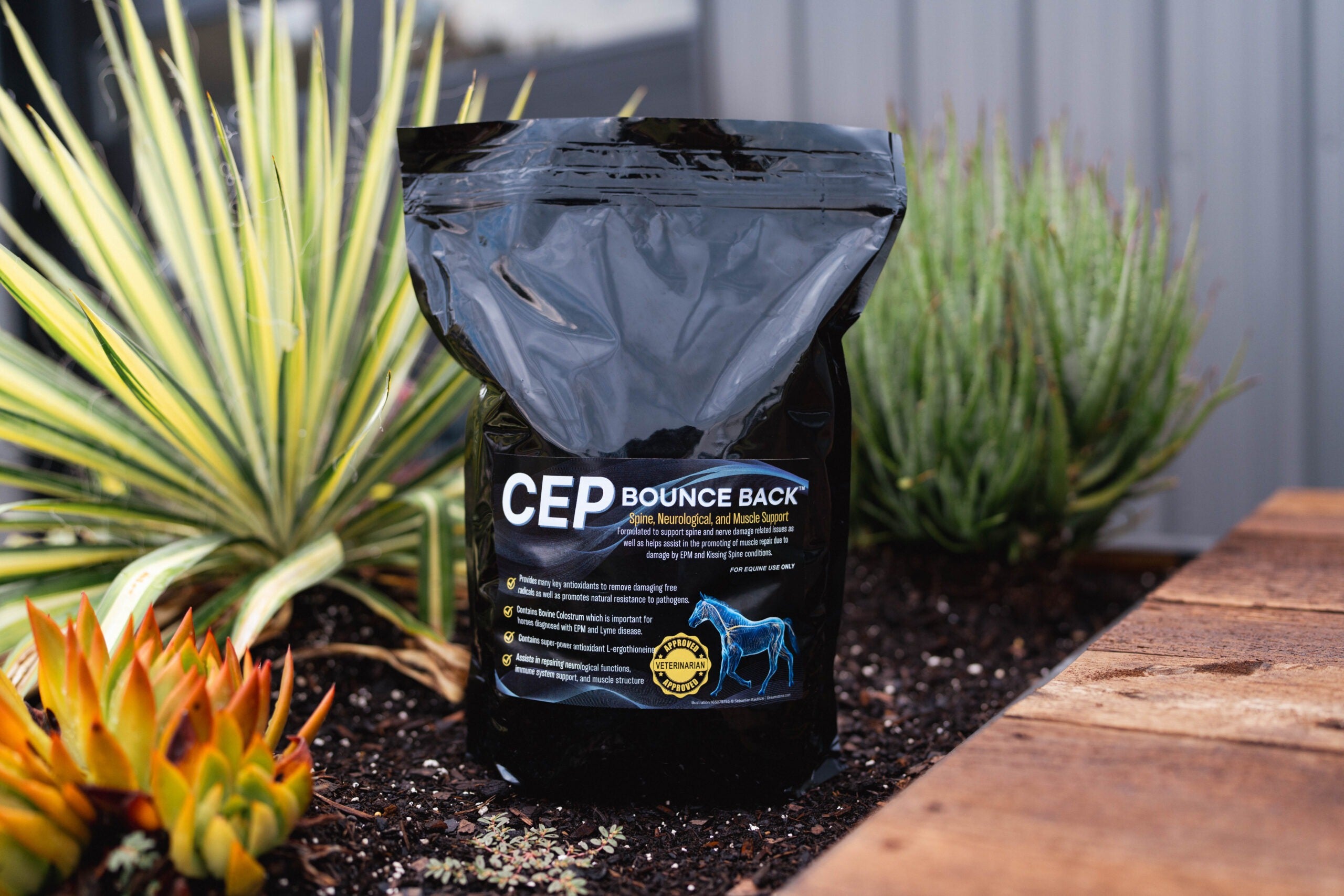 CEP Bounce Back