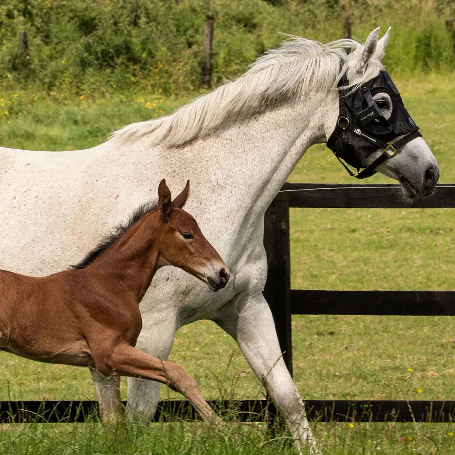 Equilume  Complete Equine Performance