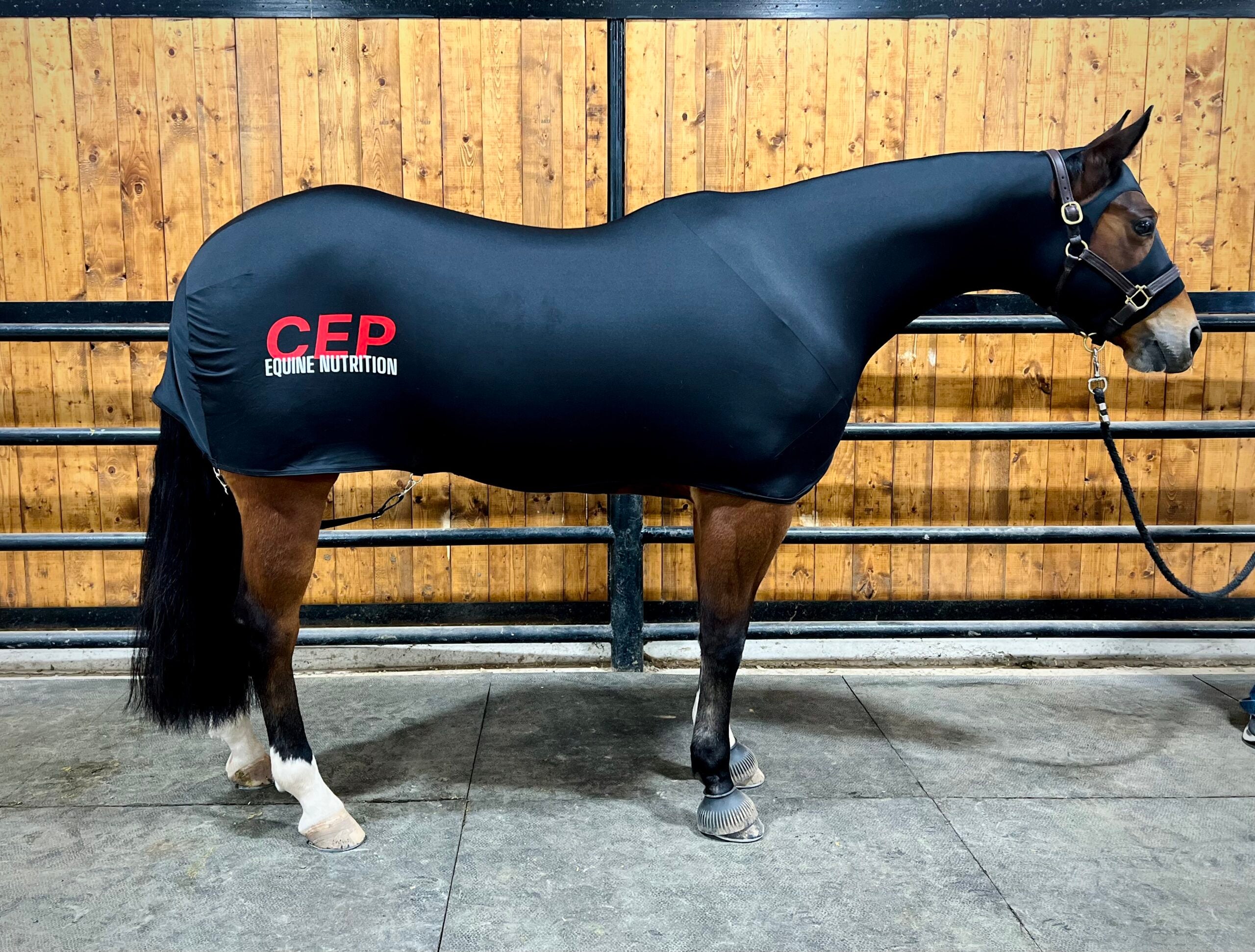 CEP Branded- Full Body Horse Slinky