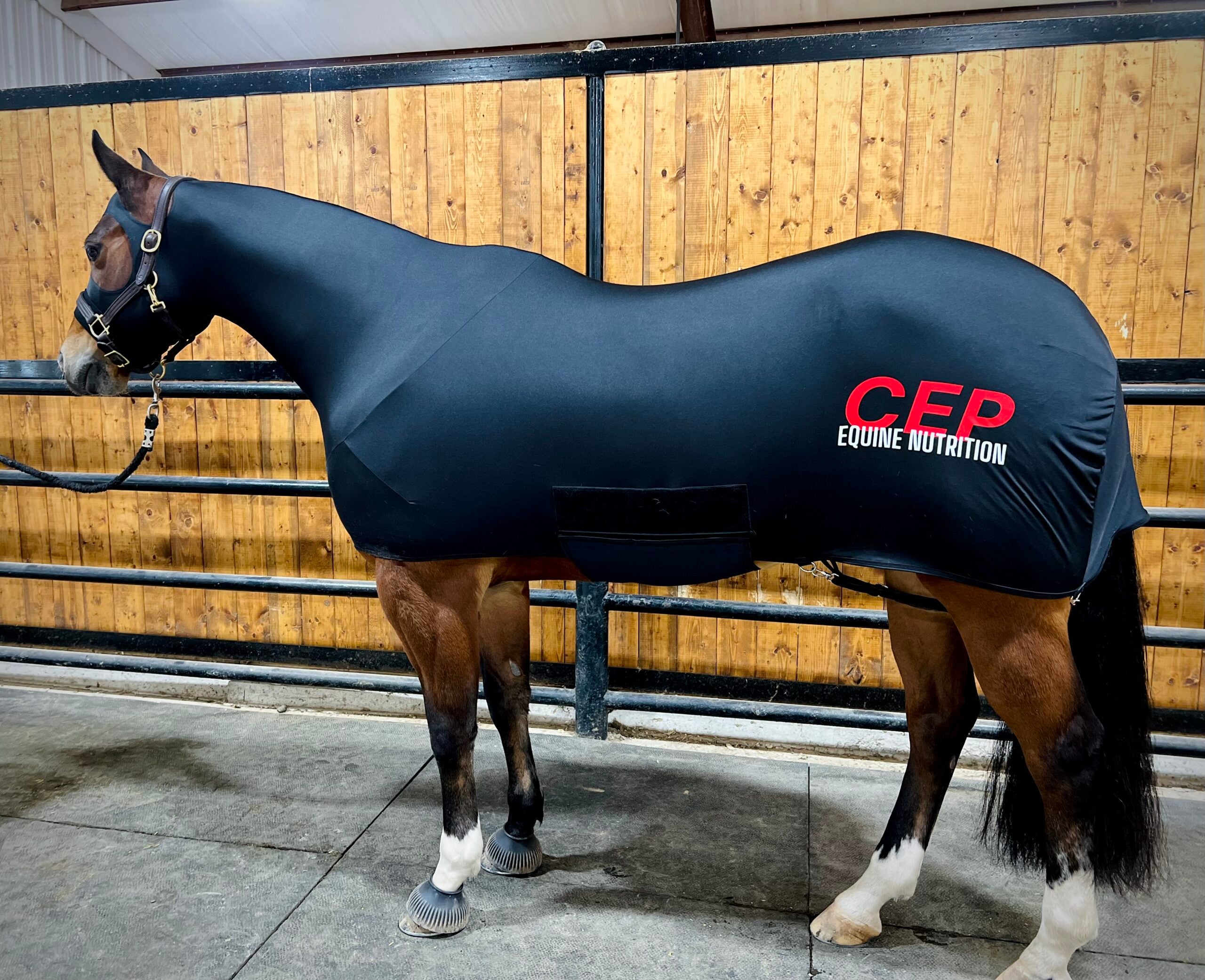 CEP Branded- Full Body Horse Slinky