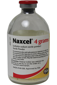 Naxcel (Ceftiofur Sodium) Sterile Powder, 4gm